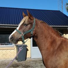 Anden særlig race Rosenkildes deeba