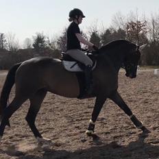 Dansk Varmblod Kragbech's Civic