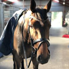 Dansk Varmblod Kragbech's Civic