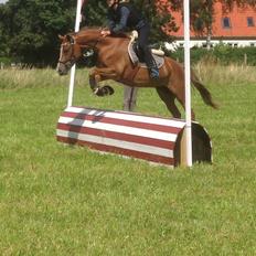 DSP Toftegaards quatro