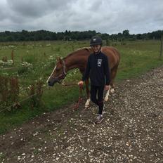 DSP Toftegaards quatro