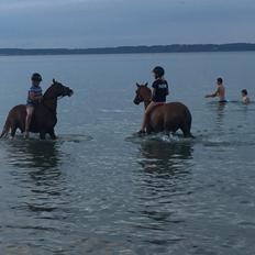 DSP Toftegaards quatro