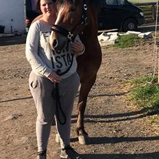 Anden særlig race Kasmir