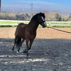 Anden særlig race Kasmir