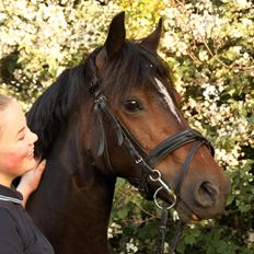 Welsh Cob (sec D) Groves G.I. Jane *Misser*