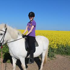 Islænder Sunna fra Tobro Å (Himmelhest)