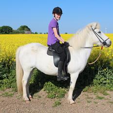 Islænder Sunna fra Tobro Å (Himmelhest)