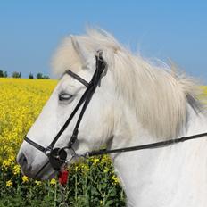 Islænder Sunna fra Tobro Å (Himmelhest)