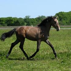 Dansk Varmblod Rosengårdens Prima Donna
