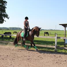 Welsh Cob (sec D) Menai Merci