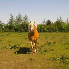 Tyroler Haflinger Luca-Lavanda