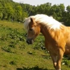 Tyroler Haflinger Luca-Lavanda