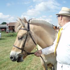 Fjordhest Søndervangs sofus