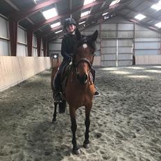 Anden særlig race Rocio