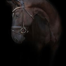 Anden særlig race Torino næshøj