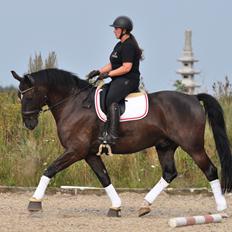 Anden særlig race Torino næshøj