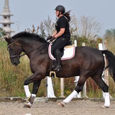 Anden særlig race Torino næshøj