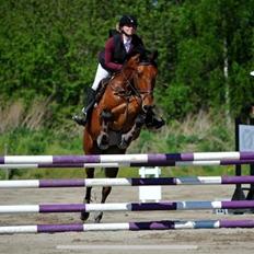 Dansk Varmblod Frydendals c-boy