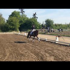 Dansk Varmblod Frydendals c-boy