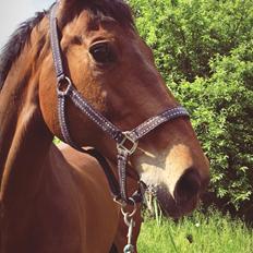 Holstener Forum's caperano