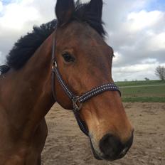 Holstener Forum's caperano