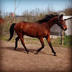 Dansk Varmblod Boston's aspirant (Bosse)