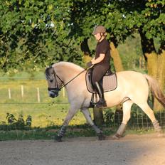 Fjordhest Åmosegaard's darling