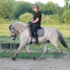 Fjordhest Åmosegaard's darling