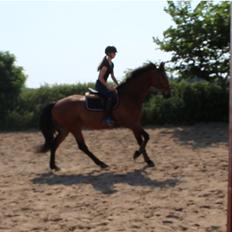 Holstener Forum's caperano