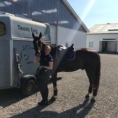 Dansk Varmblod Apollo Hit