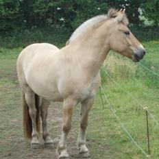 Fjordhest Søndervangs sofus