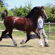 Welsh Cob (sec D) Møllegydens Brego