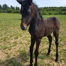 Connemara Ålskovs Wizzard