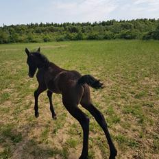 Connemara Ålskovs Wizzard