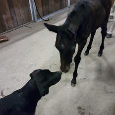 Connemara Ålskovs Wizzard