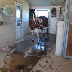 Pinto Vidtskue's Filly