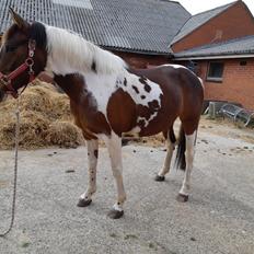 Pinto Vidtskue's Filly