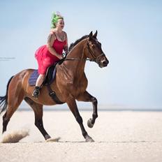 Dansk Varmblod Gørklintgårds flash