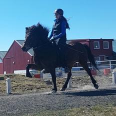 Islænder Dorit frá Gauksmýri