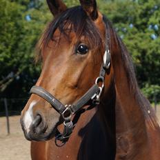 Dansk Varmblod Stjernholm's Medina 