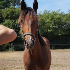 Dansk Varmblod Stjernholm's Medina 