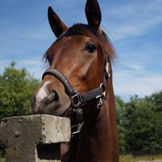 Dansk Varmblod Stjernholm's Medina 