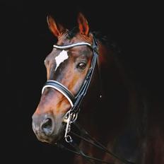 Württemberger Ave Austria S