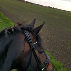 Württemberger Ave Austria S
