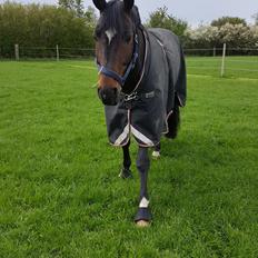 Württemberger Ave Austria S