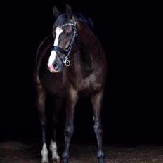 Trakehner Helmuth von hestebjerggaard