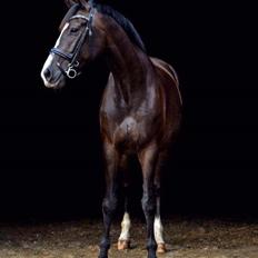 Trakehner Helmuth von hestebjerggaard