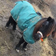 Shetlænder Mads Larsen (Mads) 