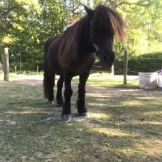 Shetlænder Mads Larsen (Mads) 