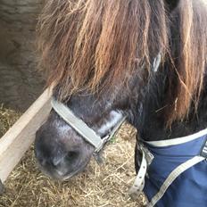 Shetlænder Mads Larsen (Mads) 